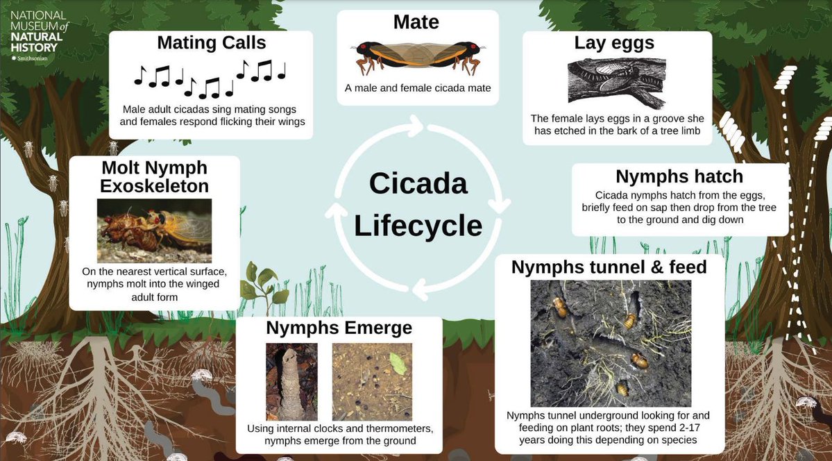 Cicada Math! 🦗🦗🦗

Northern Illinois Brood = 17 yr life cycle
Great Southern Brood = 13 yr life cycle

Both broods emerge this year 2024.  How can you figure out the last time they emerged? When is the next time they’ll both emerge together?

naturalhistory.si.edu/education/teac…