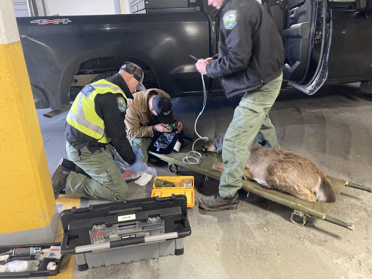 NS_DNR's tweet photo. We don’t know how this little one found its way into a parking garage in downtown Halifax, but our staff were able to safely sedate the deer and bring it back to its natural habitat. We love these happy endings! https://t.co/omTLjlTmlS