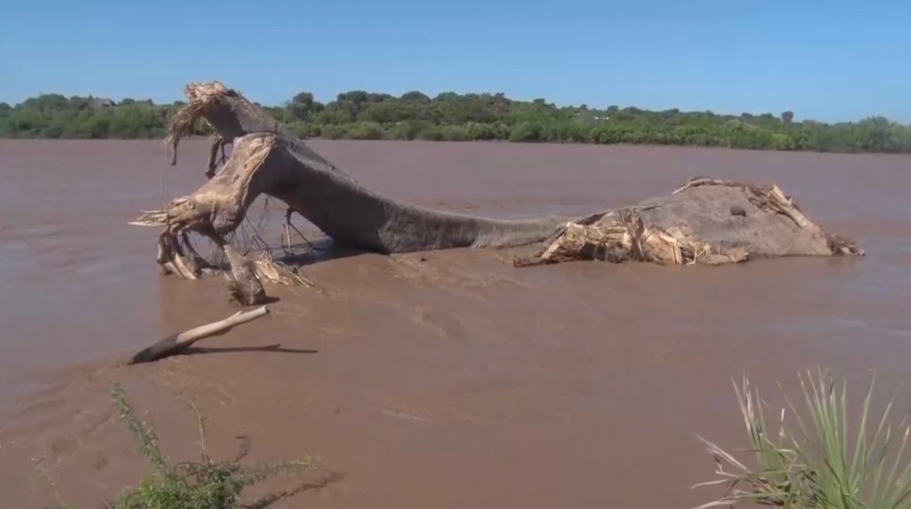 End of an era: Floods uproot 800-year-old Mekatilili baobab tree nation.africa/kenya/counties…