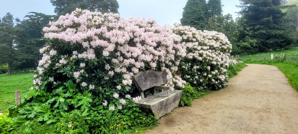 Today wherever you are, the sky might be grey, but in Fernhill there's a Park Bench suffused with the light of a few thousand Rhododendron blooms. Binse agus bláthanna i mBun na Coille.