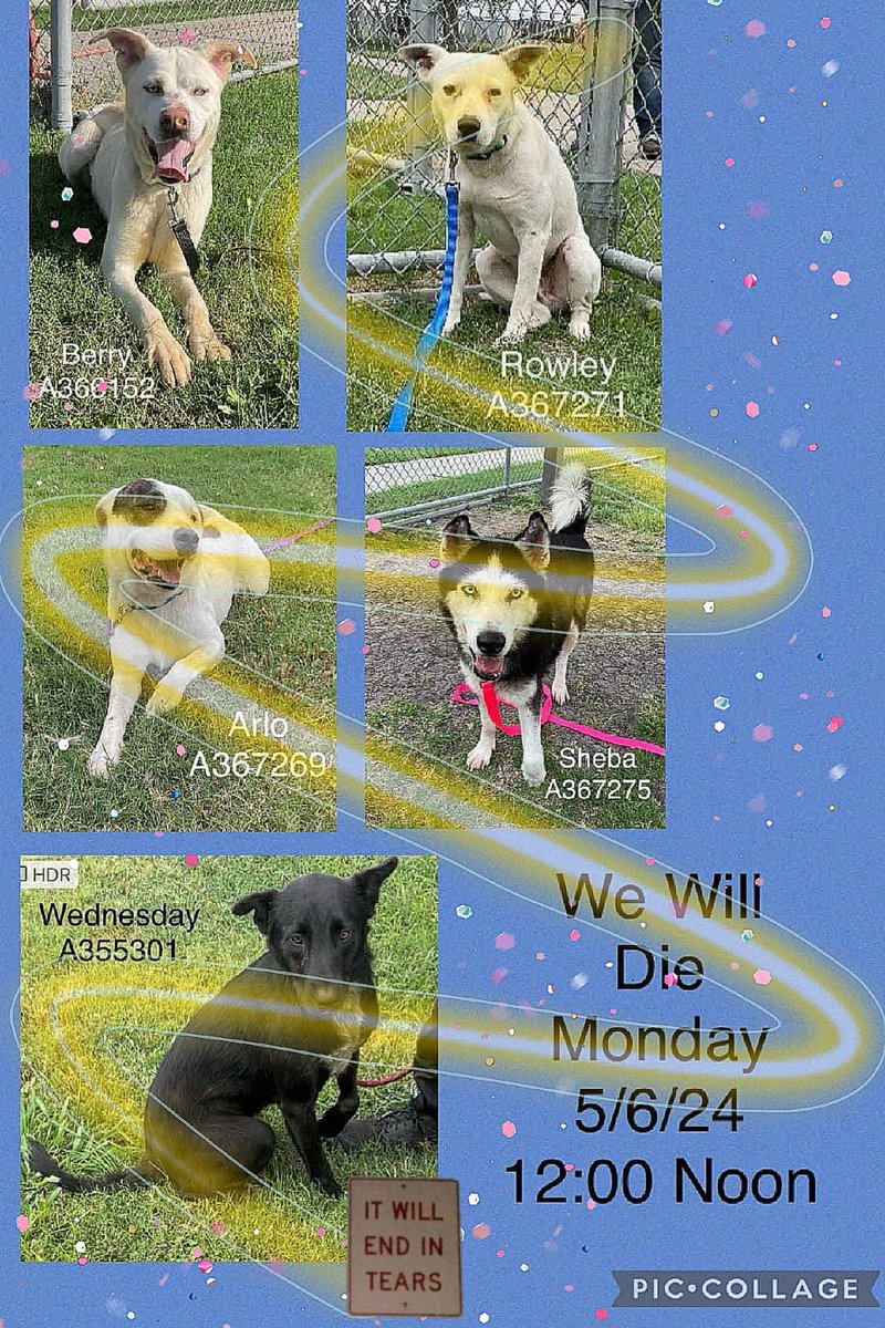 🆘️🚨#CorpusChristiACS #TX #KillList 5/6
Pets guilty of nothing,  just #Homeless 
#CorpusChristi wants homeless out of sight💔🤬
Pls RT,  #pledgeforrescue #foster #Adopt 
Ind posts w blue hyperlink BERRY #A366152 ROWLEY #A367271 ARLO #A367269 
SHEBA #A367275 WEDNESDAY #A355301…