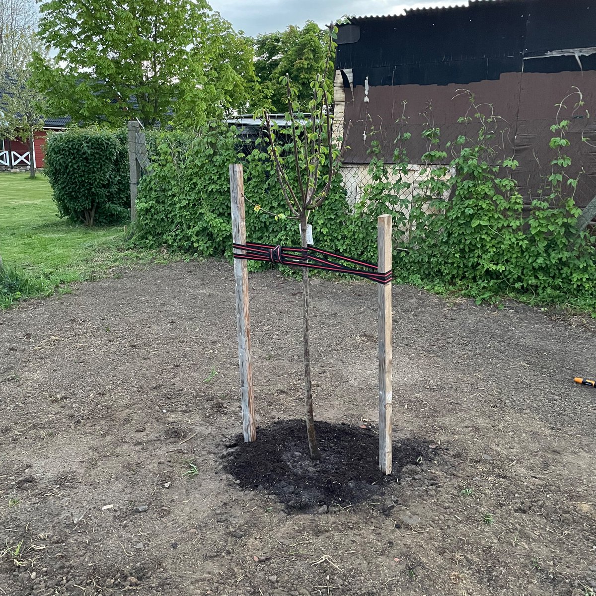 Einen Baum pflanzen. Aus vielen Gründen.