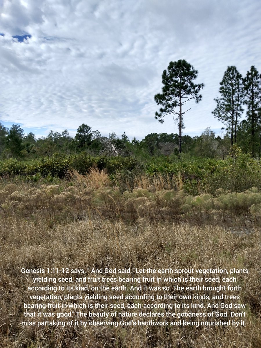 Finally, I hiked the Econlockhatchee Sandhills Conservation Area Yellow Trail. #econlockhatchee #conservation #forest #foresphoto #hike #hiking #hikingadventures #nature #NaturePhotography #NatureBeauty #NatureLover #creation #God #vegetation #plants #seed #fruits #good