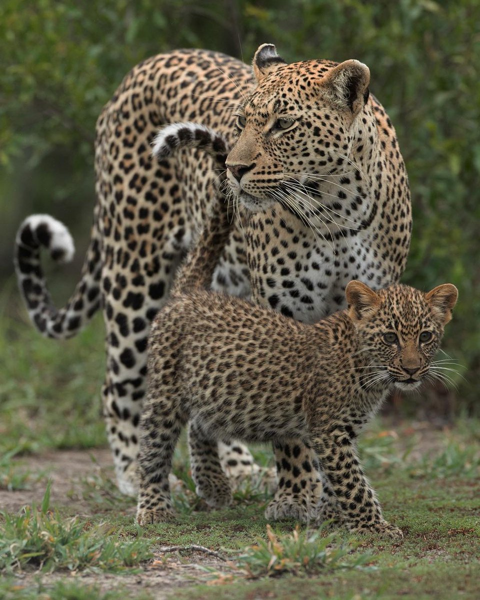 @londolozi WOOOW, ABSOLUTELY VERY FASCINATING, VERY GORGEOUS  CHARMING  DIVINE BEAUTY  LEOPARDS.💕💖💕