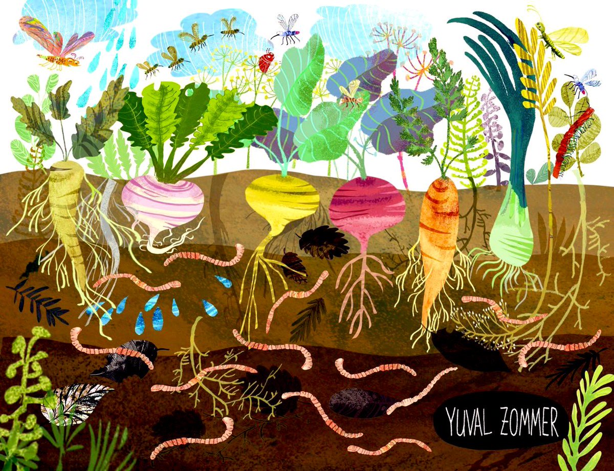“Is the land a source of belongings, or a source of belonging?” ― Robin Wall Kimmerer #GreenEarth #GardeningTwitter #kidsneednature #ecology #growyourown #organicfarming