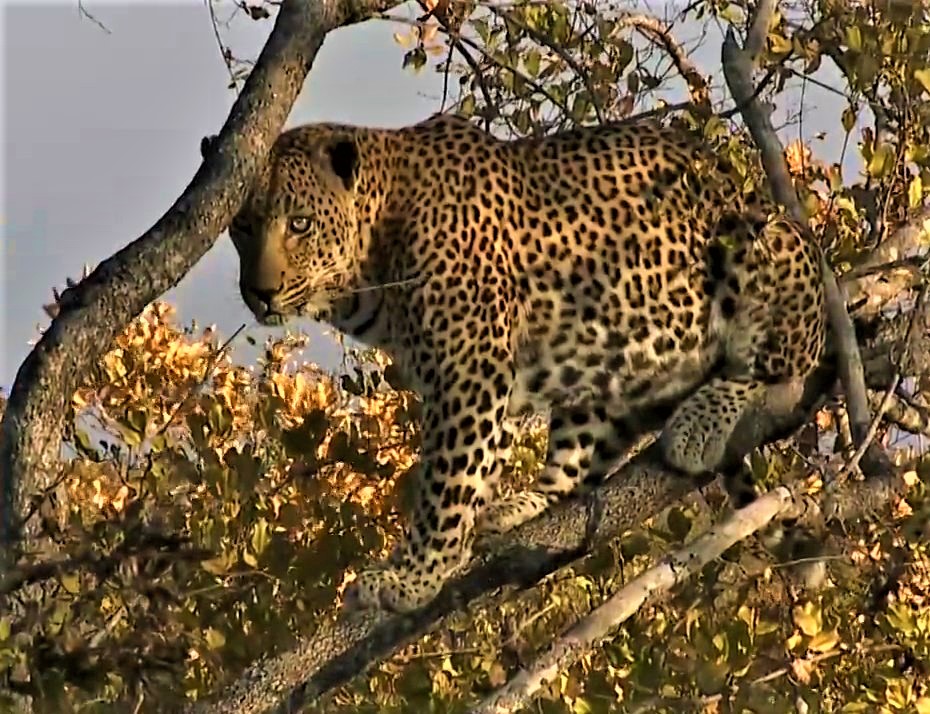 No #InternationalLeopardDay would be complete without a memory ss of 💙Mvula 💙who was the dominant  male leopard on Djuma when I first started watching #wildearth in 2014
This was from a sighting on June 18th, 2016 with Jamie