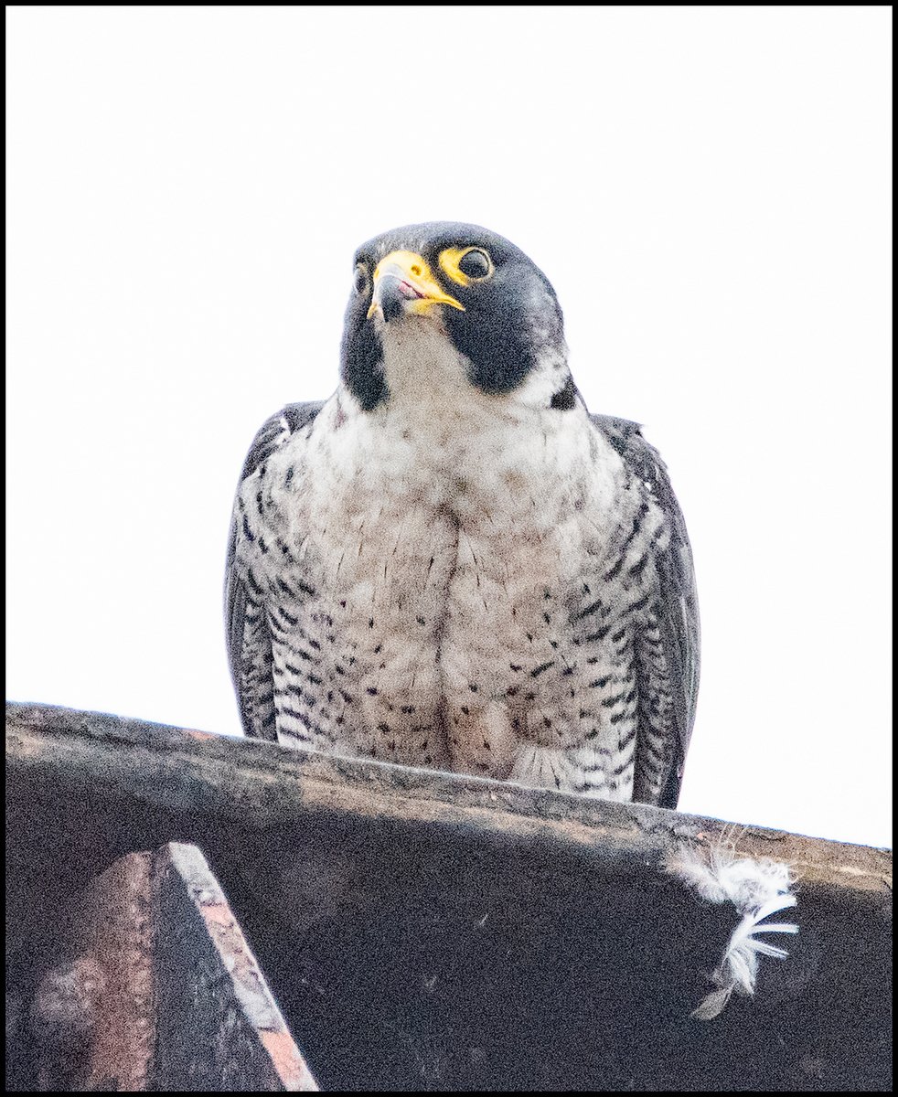 A Peregrine in the gloom this evening. #Shropshire #Photography #Birds
