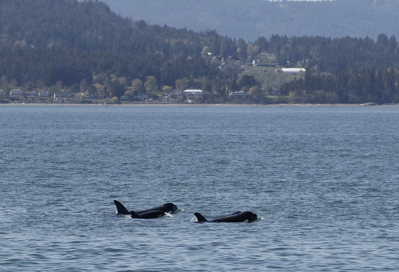 Looking to add some adventure to your weekend? Then join us one our of our zodiac or covered boat tours🐳🌊 Learn more about which tour is right for you and to check out our weekend availability🩶

📸: Ryan Tev Uslu

@victoriavisitor @tvictweets
#explorebc #explorevictoria