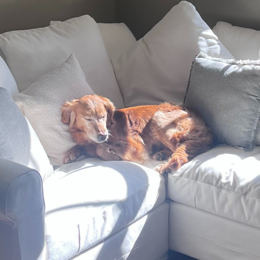 Today's Happy Tail is from Jane and Michael, who adopted Mandy a month ago. 🐶 Here is how Mandy is getting on at her Forever Home: 'Even though it's only been a short while, it's like she's been with us for years...' Read the rest here: ispca.ie/happy_tails/st…