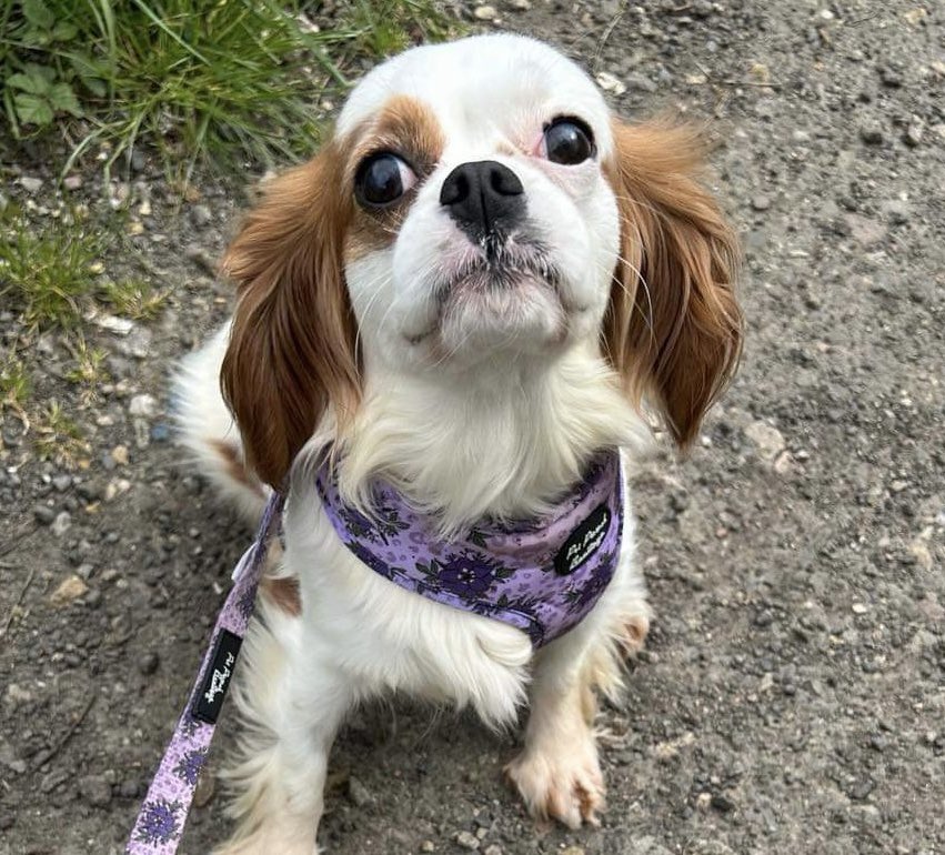 Gorgeous little Winnie is looking for her forever home ❤️ Winnie is a gorgeous 5-year-old Blenheim Cavalier girl who came to the rescue from a breeding establishment. She is looking for an active forever home. She loves playing with toys and is reliving her puppyhood. She walks…