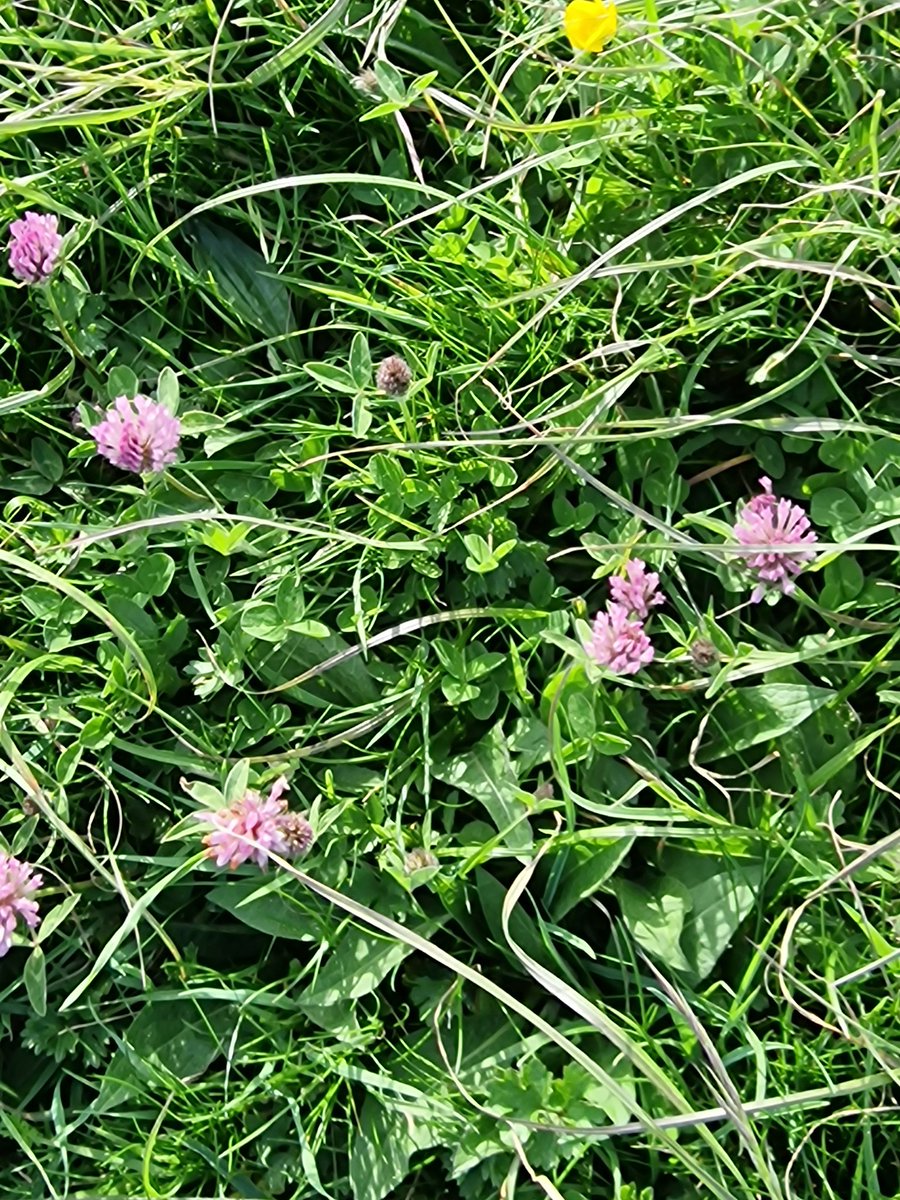 I'm coming to get you! A baby Orabanche minor and Trifolium pratense on the short chalk grassland  between the cliffs and the A259 at Ovingdean East Sussex.  Last year, on 28th June, I saw 250 + spikes of O. minor here. @thorogoodchris1
@LivingCoastUK @BSBIbotany @Sussex_Botany