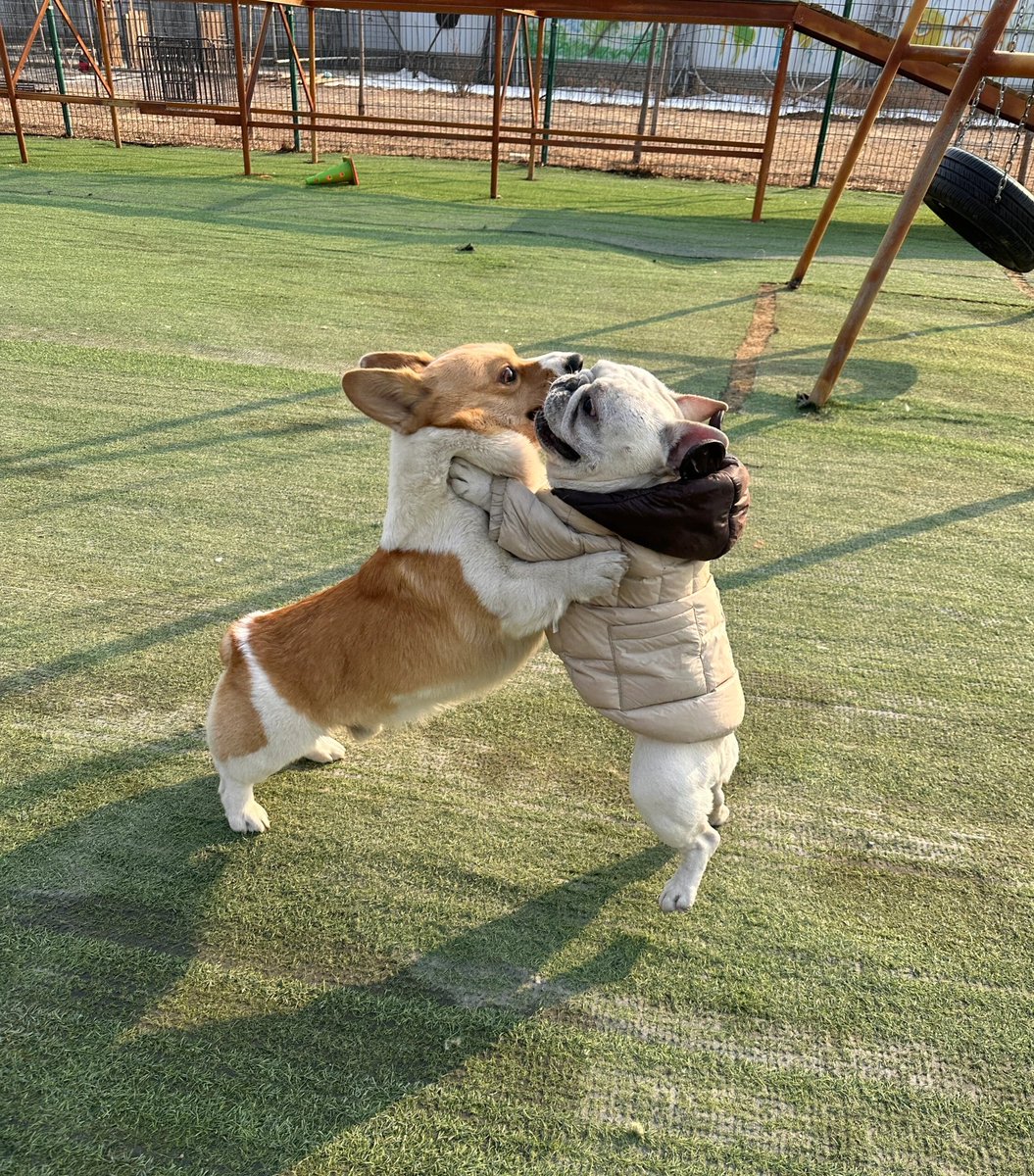 pkjatBeniwal1's tweet image. The joy of furry children
#frenchbulldog #dogdaily #dog #hairchild #fight