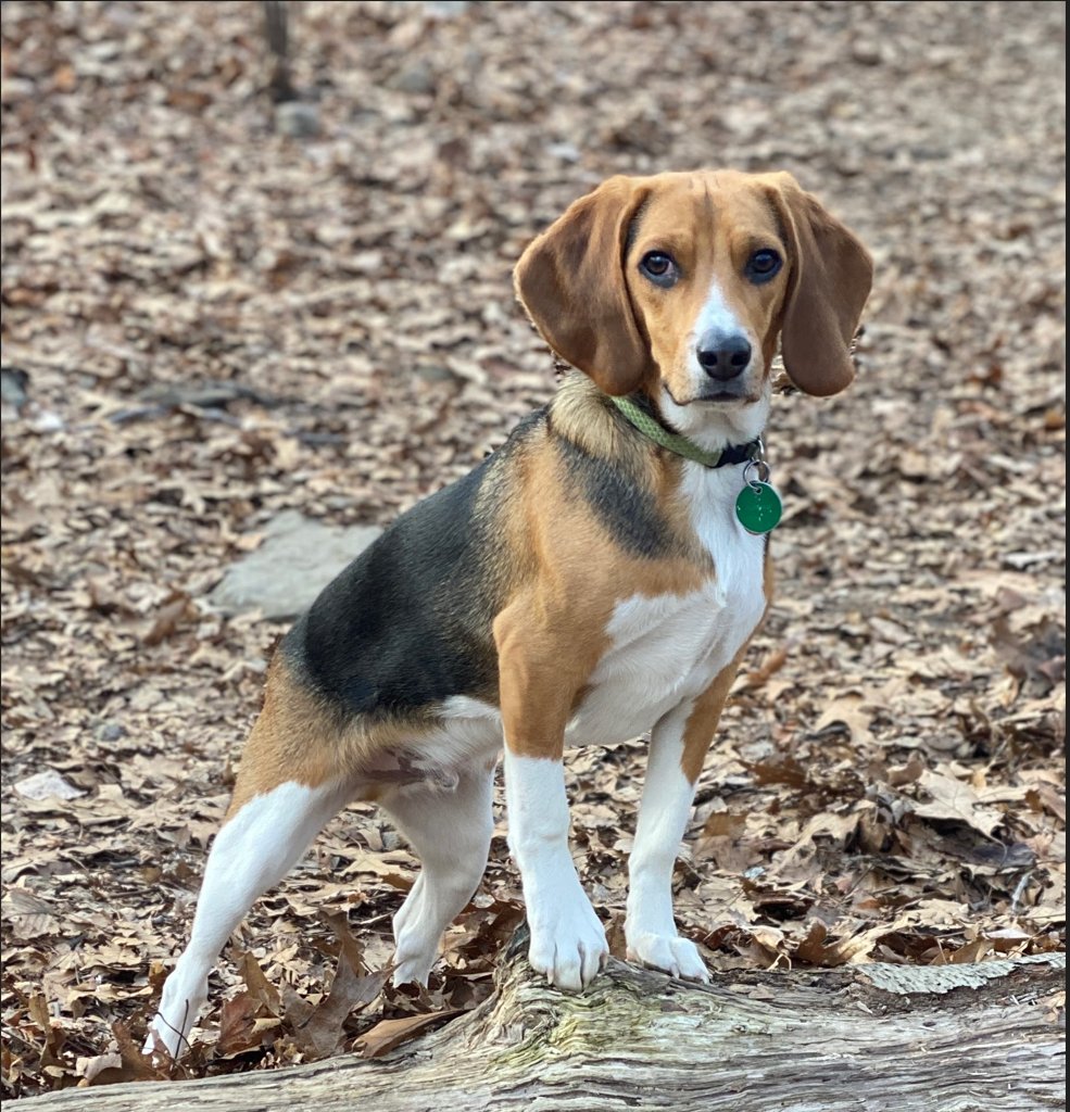 Is your beagle’s tail wagging more these days? @BermanTabacco beats back bid to dismiss the Inotiv puppy mill securities #classaction. #securitiesfraud #investmentfraud #securitieslaw $NOTV bermantabacco.com/news/berman-ta…