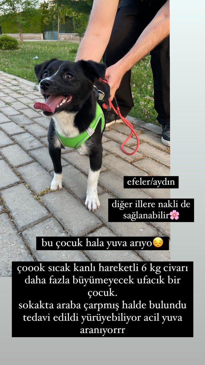 obliviateventus's tweet photo. bu sevimli bebişi paylaşır mısınız asla yuva bulunamıyo detaylar için benimle iletişime geçebilirsiniz😔😔 https://t.co/LRUI3Unbxq