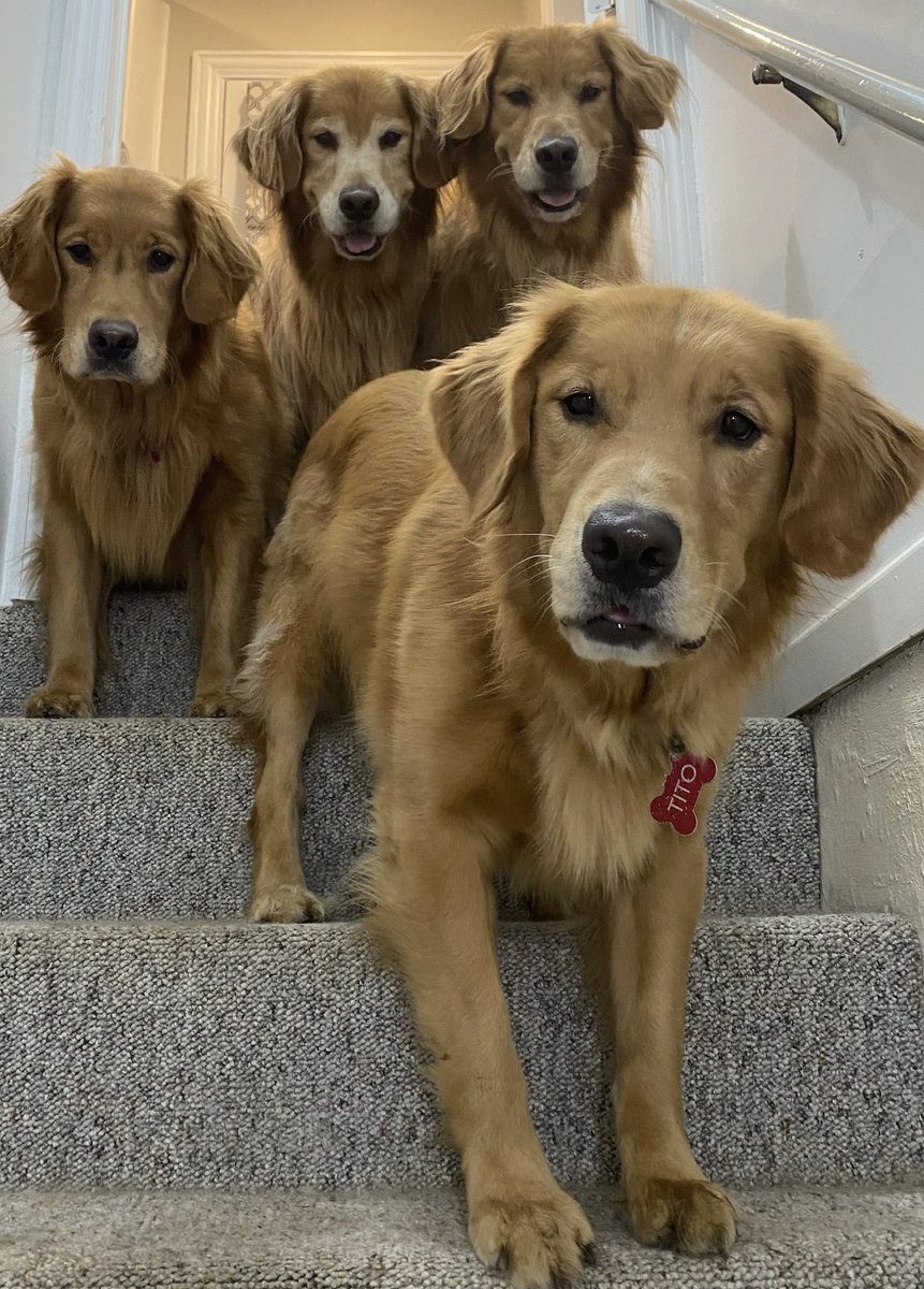 Thrn2009's tweet photo. @KirkHerbstreit My boys would love a playdate with your crew! From the left: Izzo, Bucky, Whiskey and Tito. https://t.co/C6XaSE18sT