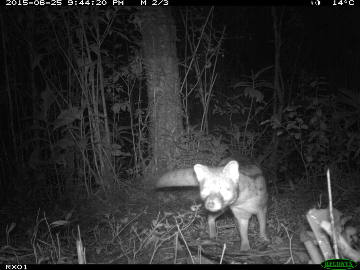 Lincoln Park Zoo tweet media