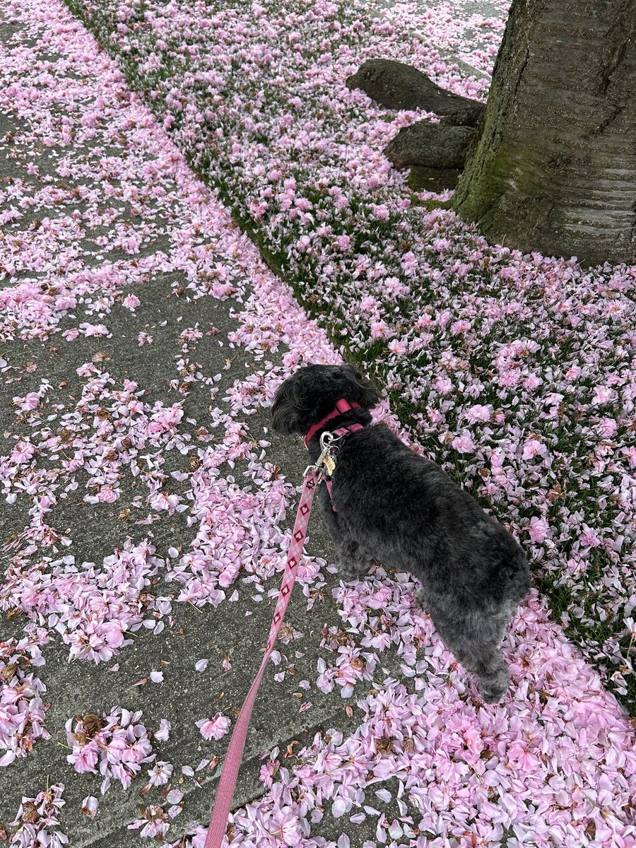 Pink petal pawtrol 🌸
#friyay #dogsofX #Xdogs #dogsoftwitter #dogsoftwittter #dogsontwitter #pink