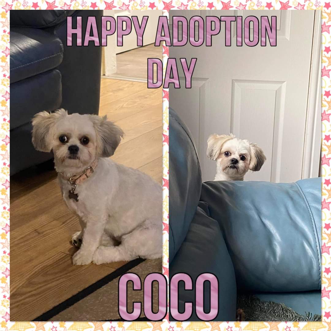 We are delighted to announce Coco has found her forever home. She didn't have to look far. Her foster family were so smitten with her she has unpacked her bags officially. Congratulations to you all ❤️

#shihtzuactionrescue #dogsarefamily #dogsarelove