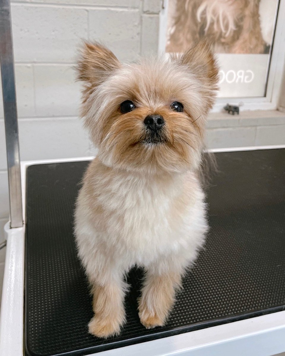 We'll make your fur baby smell better than your significant other. 😜

#doggroomer #eastsac #sacramentodoggroomer #doggroomingsalon #doghaircut #yorkie