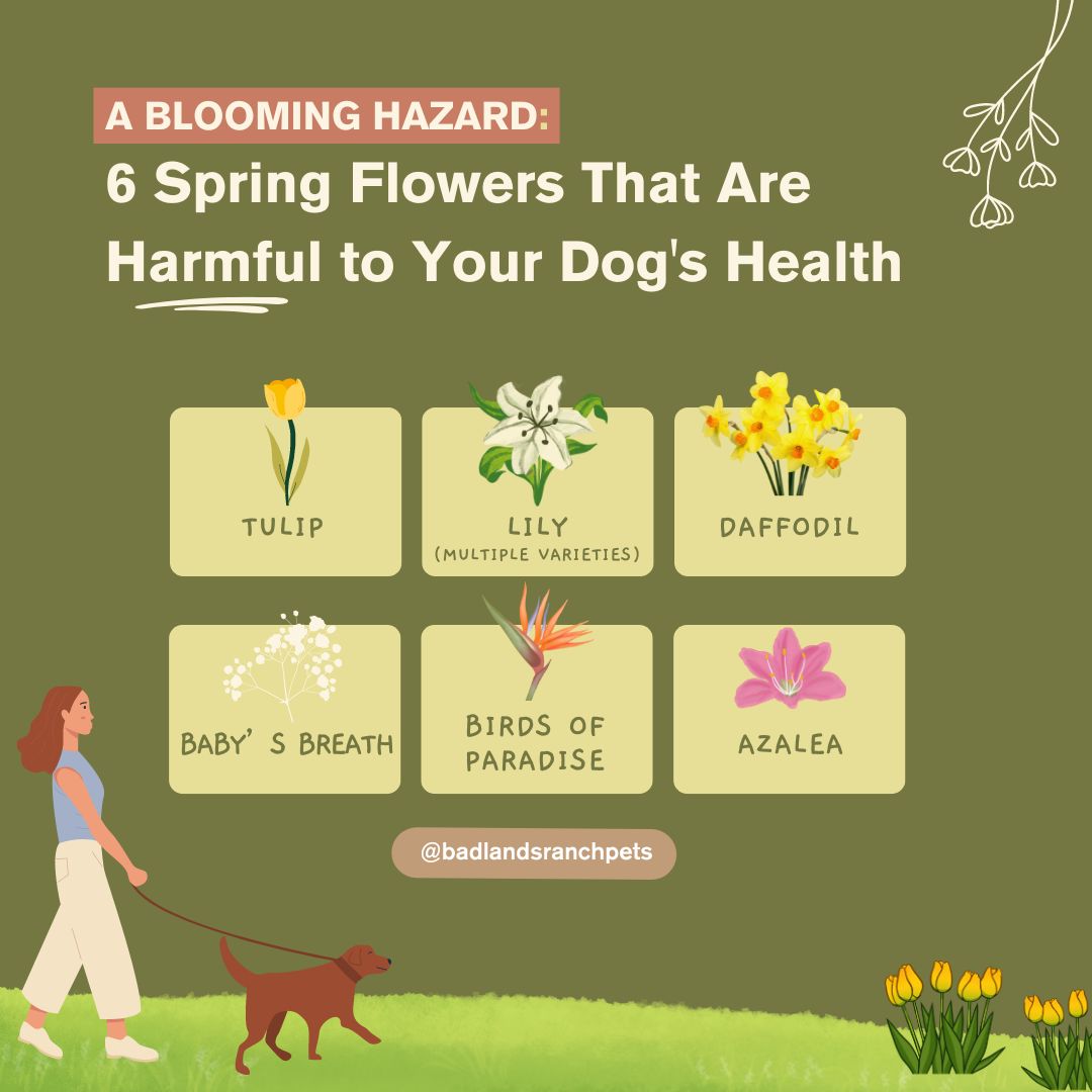 🚨PSA to all our pet parents! Steer clear of these flowers during your walks to help safeguard your dog's health.🐾 #BadlandsRanch #PetSafety #PetHealth #Spring #SpringAllergies #DogHealth