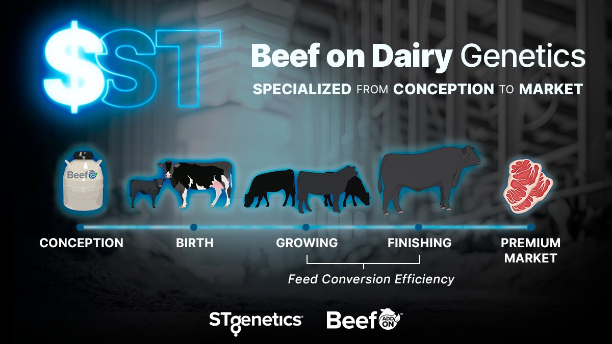 $ST from #STgenetics is the industry’s first profitability index that simplifies selection by combining key economic traits to precisely rank sires based on their ability to create profitable #BeefOnDairy calves. More: bit.ly/3WpmHSj