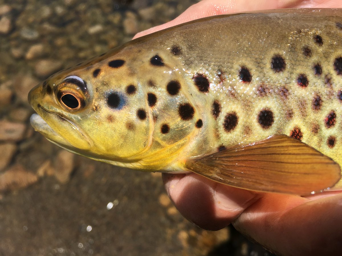 fly_mule's tweet photo. @notonlytrout a nice wild brown from the S. Holston River. Was fishing a dry dropper that day. I’m pretty sure it took the midge. Was fishing skinny water. Beautiful colors on it. #fishpicfriday https://t.co/v1FuoPjB8u