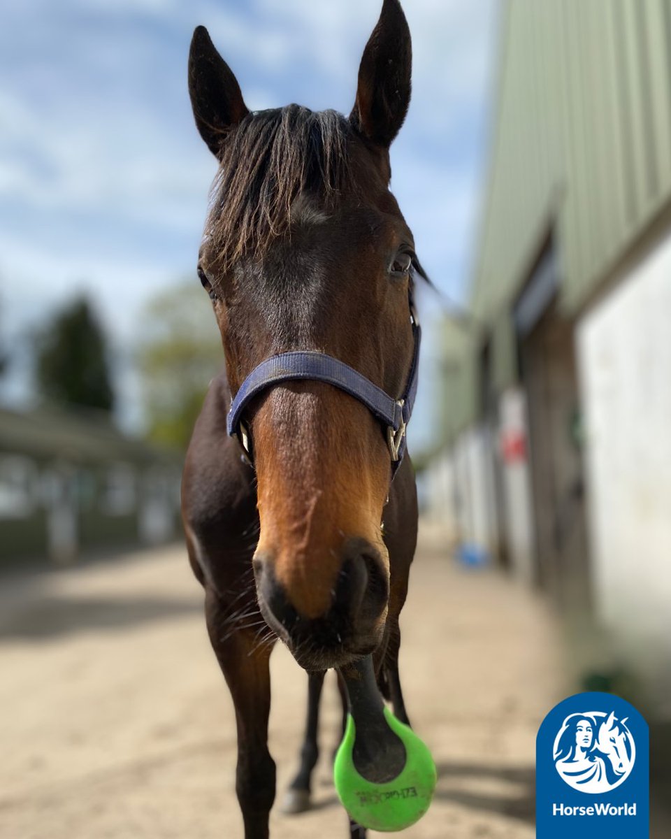 'Are you looking for this brush?😁'

This sweetie Pedro sneakily borrowed one of our grooming brushes when we weren't looking👀...how can you be mad at that face though?!🥹

#CuteHorse #Thoroughbred #HorseRescueCharity #CaughtRedHanded