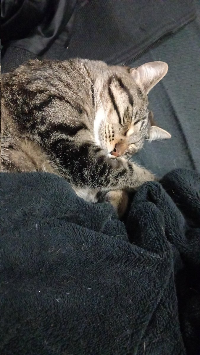 Ojcar80's tweet photo. @Fuegoalregimen Mi Lucas adoptado hace 6 meses, recién operado el pobre de la rodilla derecha, en 3 meses de la izquierda, ten��a un problema genético, ni loco lo abandonaría!!! Se ha de ser muy hdp para abandonar a un pequeñin! No es de raza, pero vale millones! https://t.co/BWduyv4HvM