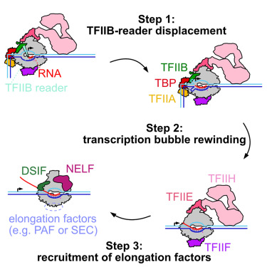 Three-step mechanism of promoter escape by RNA polymerase II dlvr.it/T6NSjq