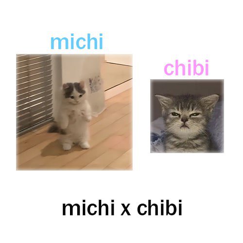 @blknoiz06 study this $michi and $chibi We’re about to enter a meme supercycle and cat season will lead @_bolivian @blknoiz06