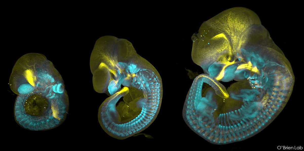 The beauty of developmental biology for this #FluorescenceFriday.