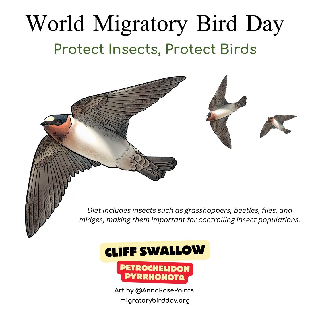 Cliff Swallows are known for their vast colonies that can number from one hundred to over a thousand nests. 
 #wmbd #worldmigratorybirdday #DMAM #wmbd2024 #protectinsectsprotectbirds #dmam2024 #birdsofinstagram #uselocal #environment #hikingtheglobe #species #insect #birds