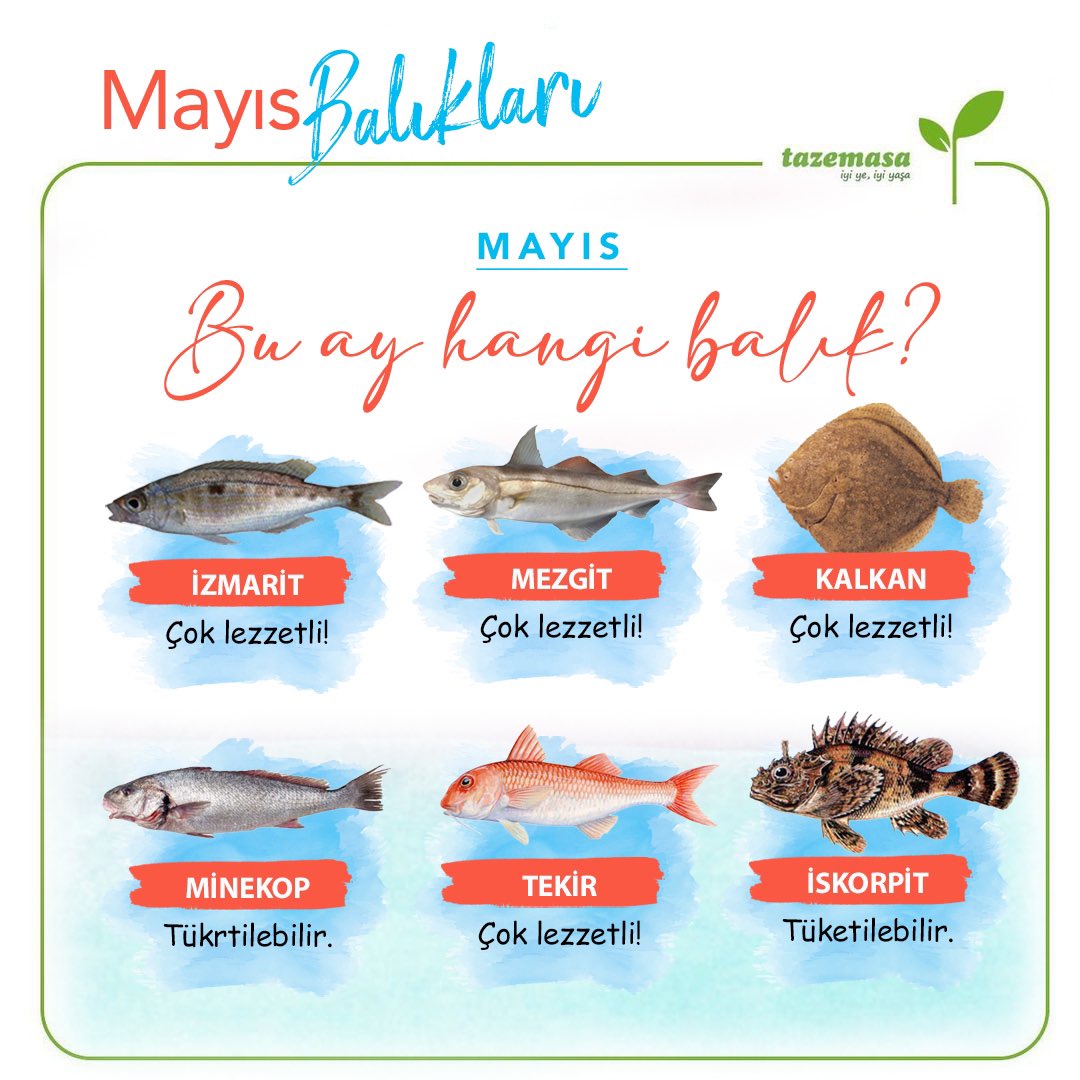 Mayıs Ay’ı Balıkları geldiii 🤩🐟 Siz isteyin biz kendi araçlarımızla +4 derece de getiriyoruz. Her şeyin En Sağlıklı ve Tazesi tazemasa’da. . . . . #tazemasa #tazemasacom #iyiyeiyiyaşa #tazemasaöneriyor #mayısayıbalıkları #mayıs #bahar #balıkye #omega #vitamin #doğal #organik