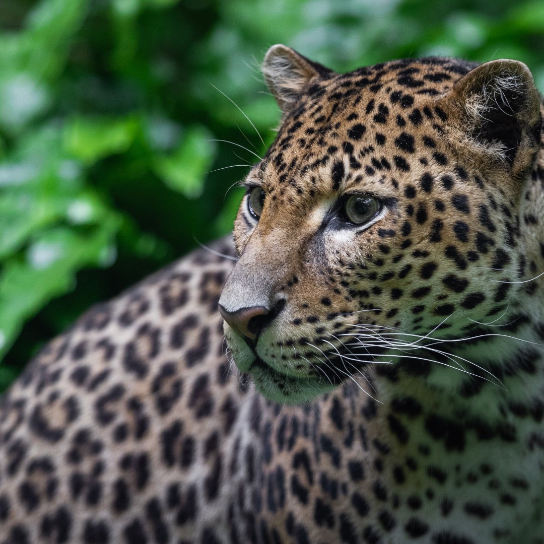 Yala National Park is renowned for hosting the largest population of leopards in Asia & potentially the highest density on the planet. Encounter the elusive Sri Lankan Leopard on “Wildlife & Nature: Around the World by Private Jet” #InternationalLeopardDay bit.ly/3JyUr7U