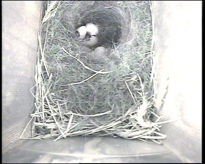 Looks like the Great Tits are hatching! 🐣 #TeamWilder mwt.im/webcams