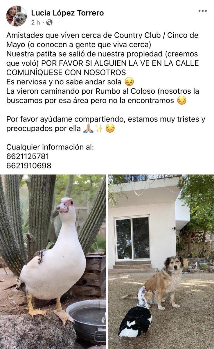 luciatorrero's tweet image. Gente de #Hermosillo con muchos seguidores 😭 
Ayudenme por favor compartiendo esto. 
Estoy buscando a mi patita MARÍA JOAQUINA se salió de su casa hoy por la mañana, área: Country Club/ Cinco de Mayo
