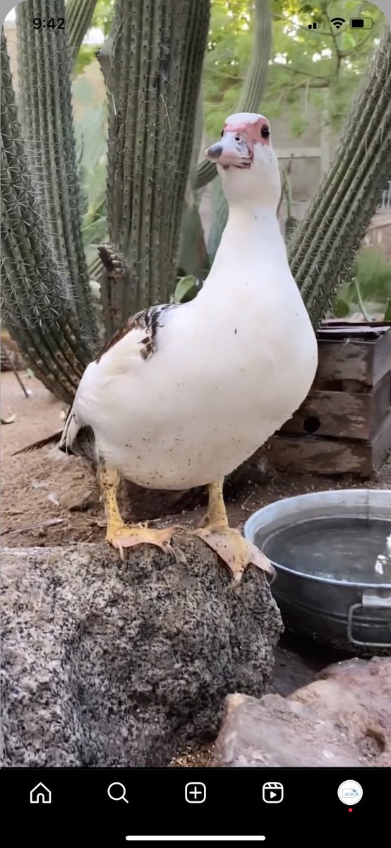 luciatorrero's tweet image. Gente de #Hermosillo con muchos seguidores 😭 
Ayudenme por favor compartiendo esto. 
Estoy buscando a mi patita MARÍA JOAQUINA se salió de su casa hoy por la mañana, área: Country Club/ Cinco de Mayo