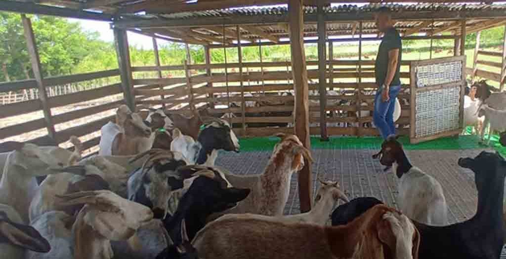 Iniciativa de la FAO para fomento ganadero en Cuba beneficia a Sancti Spíritus. Seis municipios de las centrales provincias  de Villa Clara y Sancti Spíritus sirven de escenario para la  implementación del proyecto. #SoberaníaAlimentaria desde #SanctiSpíritusEnMarcha