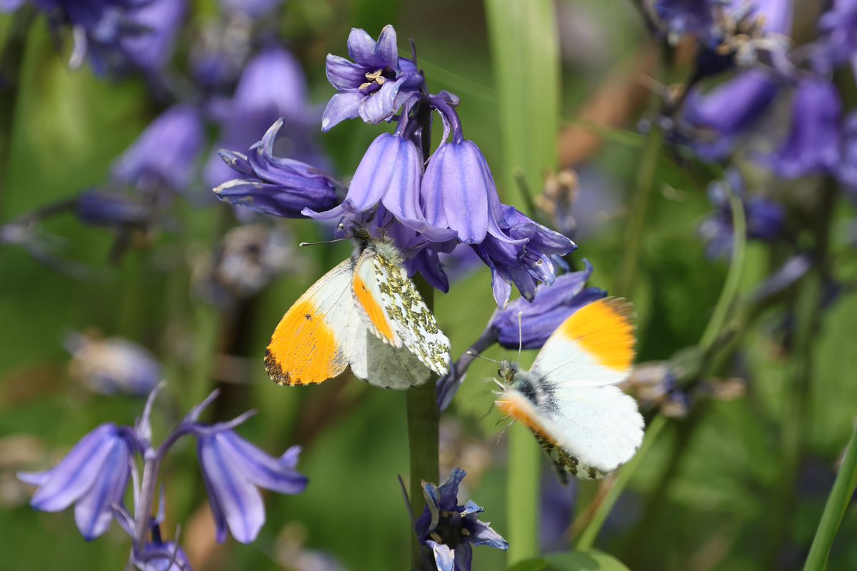 So many Orange tip about, this photo was from yesterday when it was a nice warm day unlike today back to having cold feet 🥹
