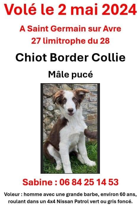 On partage, pour aider ce chiot à retrouver sa famille 🙏🏻 @courbet_julien @jdoreofficiel @Brigade_BPA @petalert_france