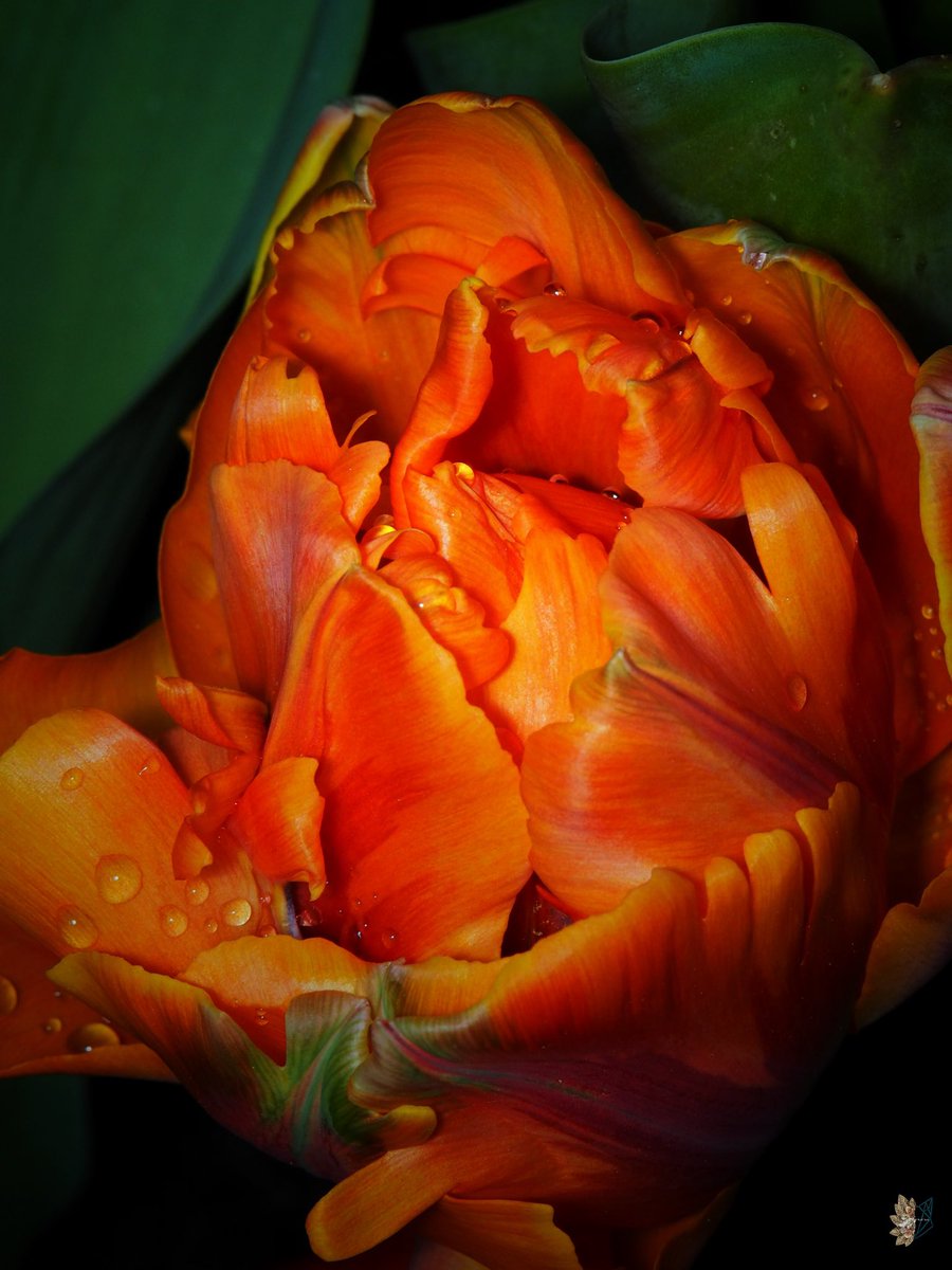 Phoenix Rises 🐦‍🔥

#FlowersOnFriday #photography