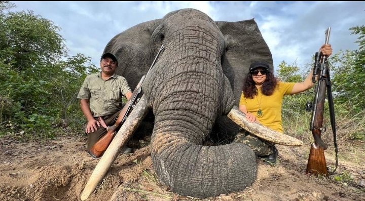 YOUTHBIODI51911's tweet image. Killing an elephant for sport doesn&apos;t make you a hero, it makes you a coward. A heavy gun doesn&apos;t make a hero. Compassion and conservation do.  Trophy hunting is a selfish and cruel practice that has no place in a compassionate society. #stoptrophyhunting .