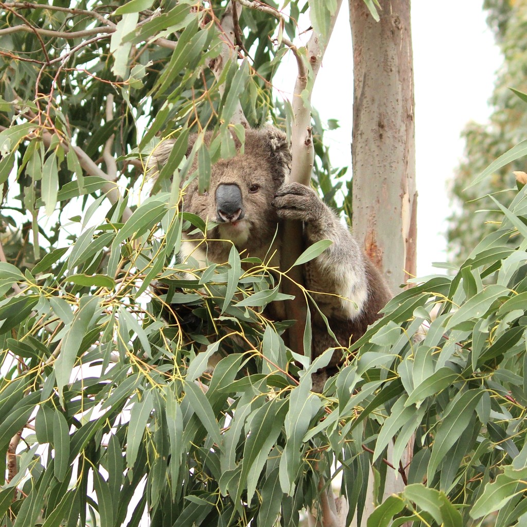 Did you know koalas smell like eucalyptus? Talk about a natural air freshener! 🌿🐨 Happy Wild Koala Day! 🎉 Let's celebrate these adorable creatures and protect their habitats. #wildkoaladay