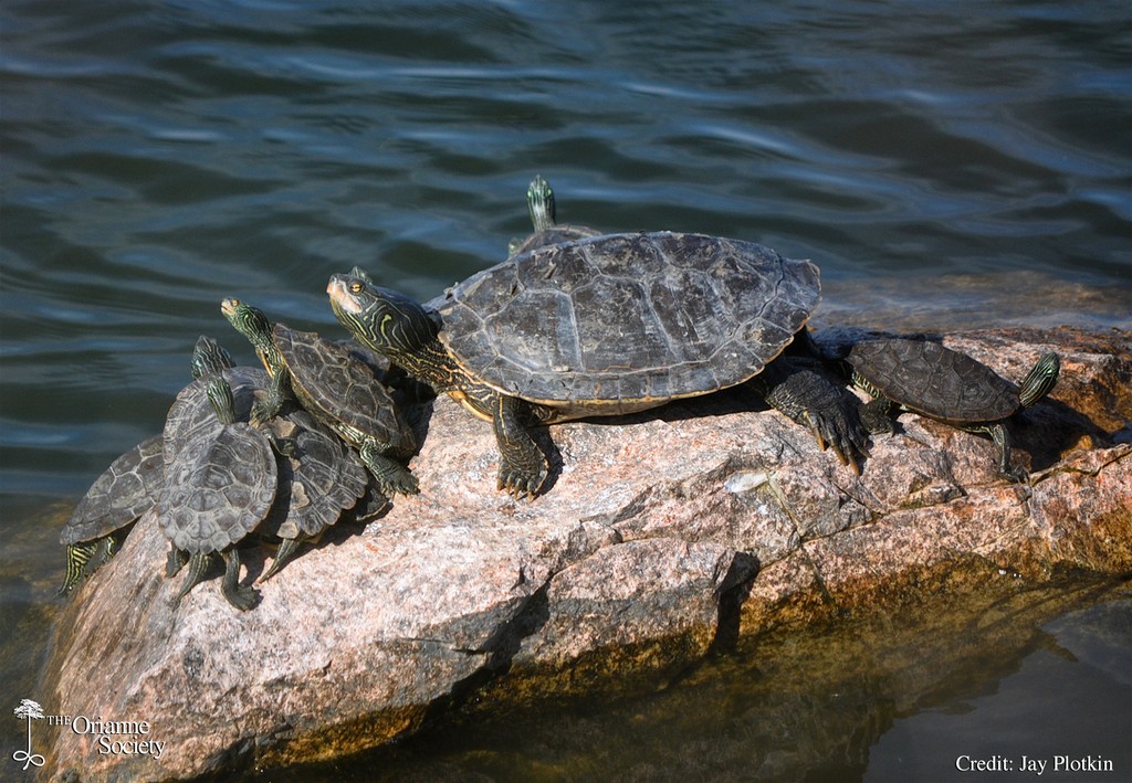 Have you ever encountered a Northern #MapTurtle?  

The intricate markings on the top of their shell resemble contour lines on a topographic map, giving the species its name.  Kiley tells us all about map #turtles on Faces of the Forest this month:

oriannesociety.org/faces-of-the-f…