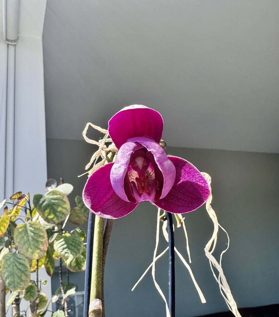 My orchid finally bloomed!!!! Painstaking care is required for beautiful things. That’s why we build so hard at Aptos, to bring our community all these exciting new ways to interact with the blockchain