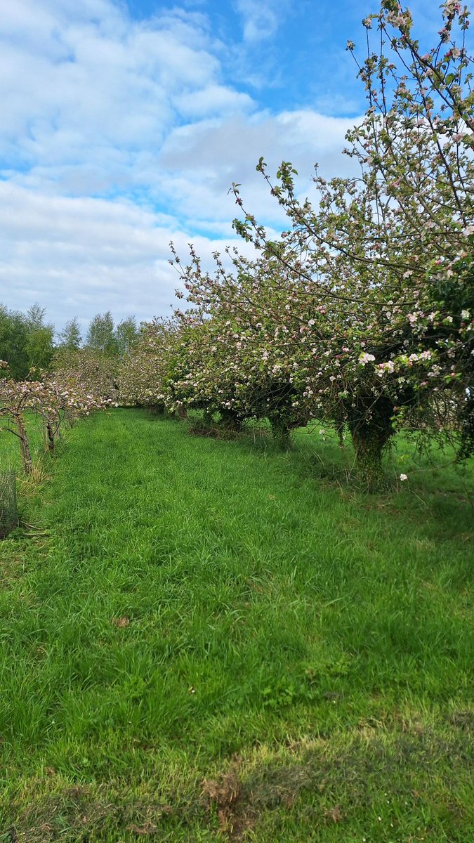 Apple trees have been full of wonderful smelling blossom, you can see the really old taller trees and the smaller newer trees, how times have changed