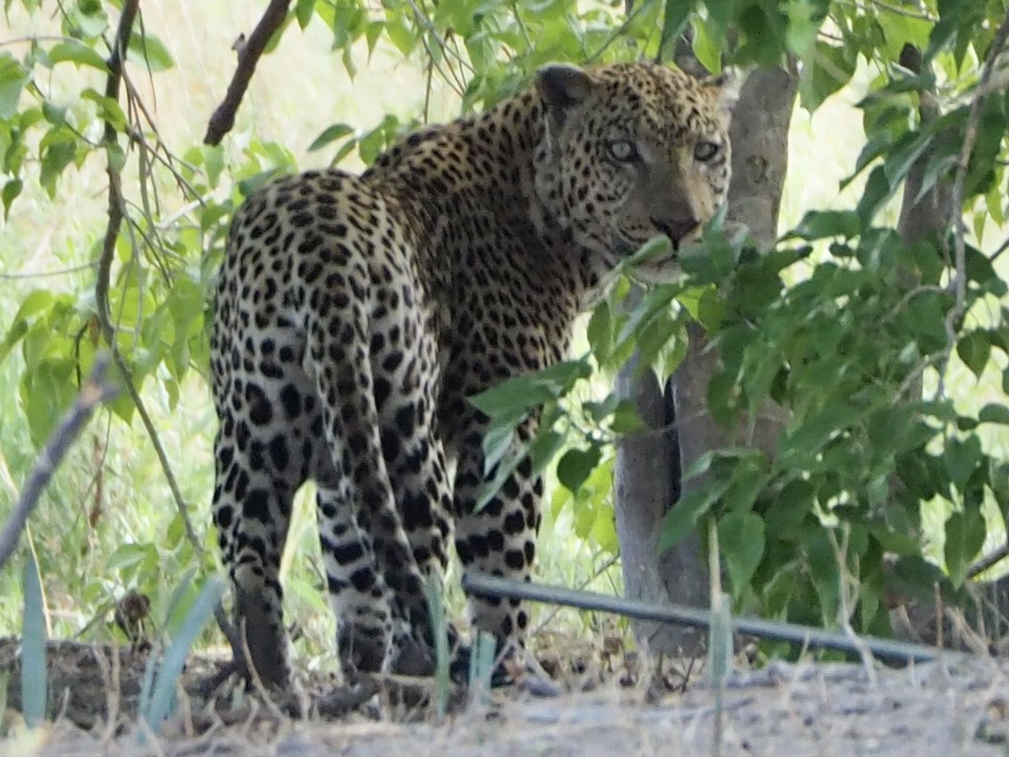 #wildearth some of my favorite leopard pictures on International leopards day ..