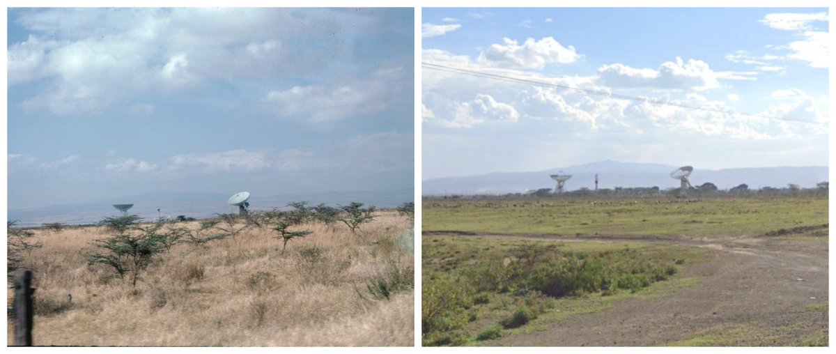 Longonot Earth Satellite Station 1979 vs. 2022 Themedia triandria and acacia drepanolobium loss mostly likely due to overgrazing and change of fire regimes. #rangelands #africangrasslands #riftvalley @IUCN_forests @GrasslandSocSA @royalsociety @CIFOR_ICRAF @Love_plants