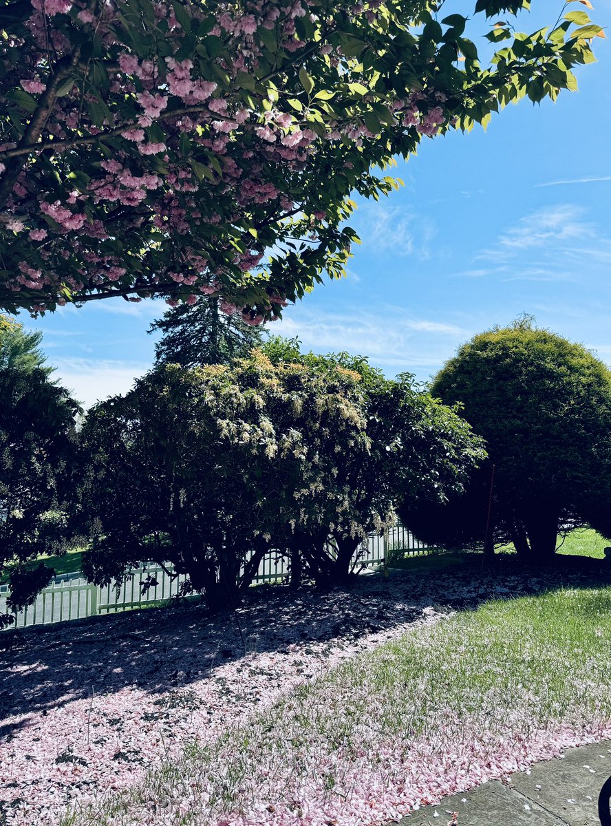 Afternoon breezes
Cradle cherry petals down
Carpeting in pink