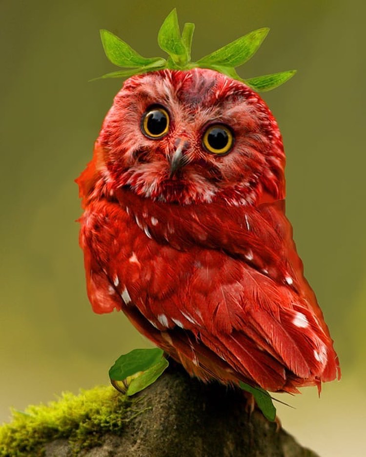 Strawberry Owl 😍😍
#Owl #owls #Owloween #owltattoo #owlsotwitter #owllove #owlcity #owlstwitter #owlart #owllovers #owllover #owlcrate #owlcoffee #owlxblanc #owllounge